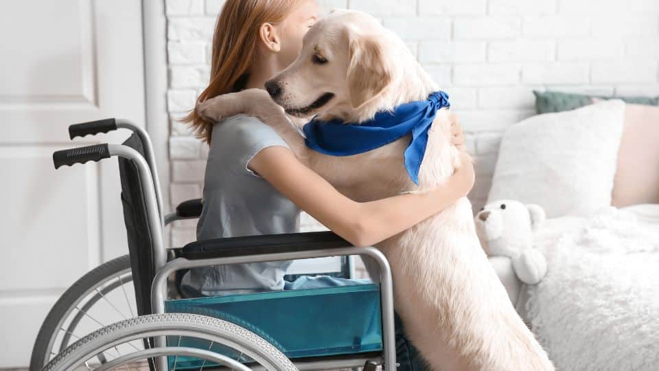 image-2 | Specialized Indianapolis Young girl in a wheelchair holding on to a labrador retriever wearing a blue bandana